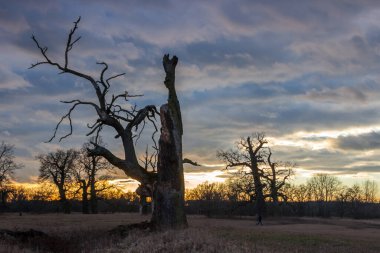 Gün batımında tarlada yapayalnız ağaç