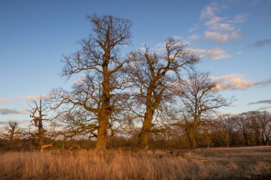 Gün batımında tarlada yapayalnız ağaç