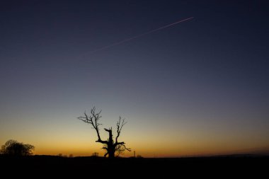 Gün batımında tarlada yapayalnız ağaç