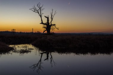 Gün batımında tarlada yapayalnız ağaç