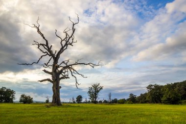 Gün batımında tarlada yalnız ağaçların üzerinde bulutlar.