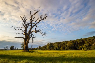Gün batımında tarlada yalnız ağaçların üzerinde bulutlar.