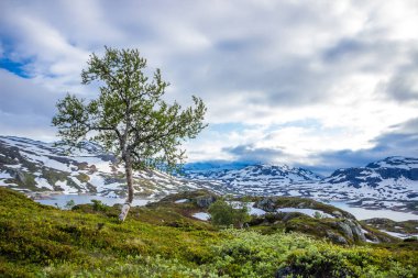 Norveç 'te Ryfylke panoramik yolu