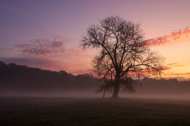 Yalnız bir ağaçla bir tarlanın üzerinde gün doğumu ve sis