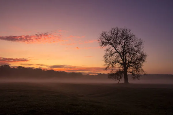 sunrise and fog over a field with a lonely tree