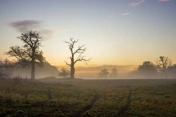 sunrise and fog over a field with a lonely tree