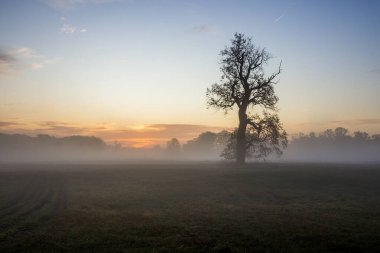Gün doğumunda boş bir tarlada yalnız meşe ağacı