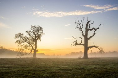 Gün doğumunda boş bir tarlada yalnız meşe ağacı