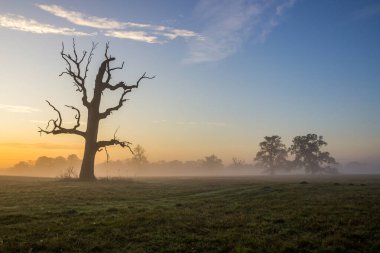 Yalnız meşe gün batımında tarlada