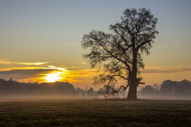 Yalnız meşe gün batımında tarlada