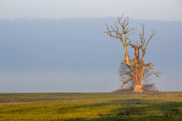 Roble Solitario Campo Atardecer —  Fotos de Stock