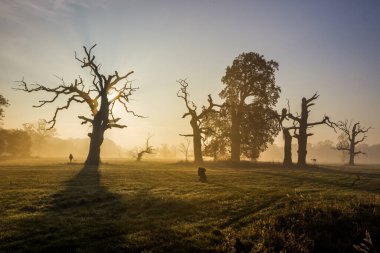 Yalnız meşe ağacı gün batımında tarlada.