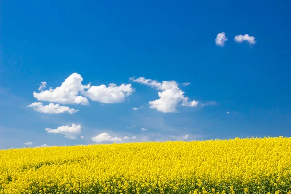 Nuvem Branca Solitária Céu Azul Acima Campo Estupro — Fotografia de Stock