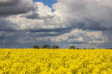 Sarı bir tecavüz alanı üzerinde fırtına bulutları