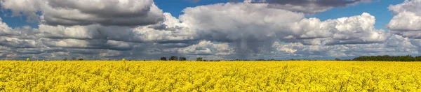 黄色い菜の花畑の上に嵐の雲が — ストック写真