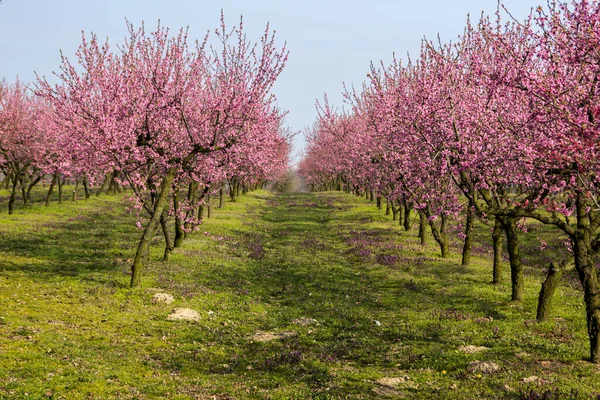 Blooming cherries in the orchard on a sunny spring day orchard — Stock Image Blooming Cherries Orchard Sunny Spring Day Orchard Stock Picture