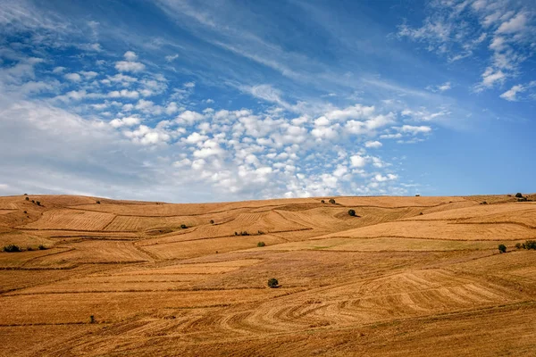 Hasat altın buğday alanları mavi gökyüzü ve çevresinde kabarık bulutlar