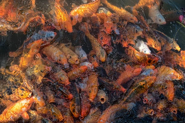 Su almak için açık ağız ile dışarı atlama şişman aile akvaryum balığı