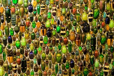 A colorful collection of beetles in Montreal insectarium clipart