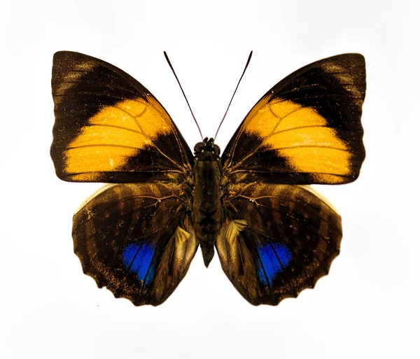 Sarı Mavi ve kahverengi izole kelebek portre
