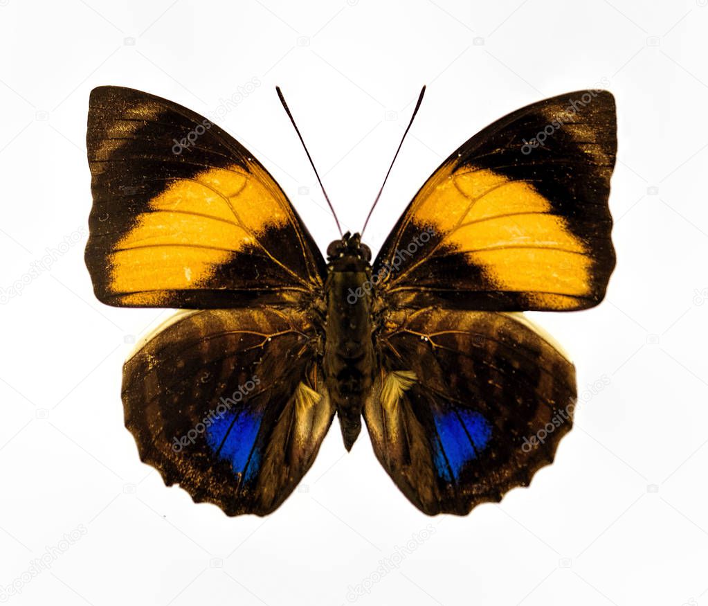 Yellow blue and brown isolated butterfly closeup