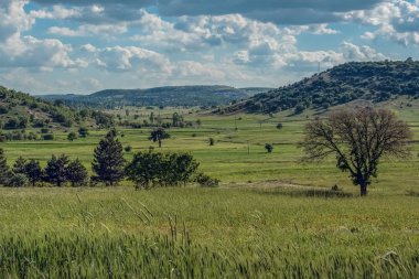 Tepelik bir manzara güzel yeşil alanları