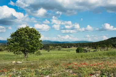 Tepelik bir manzara güzel yeşil alanları