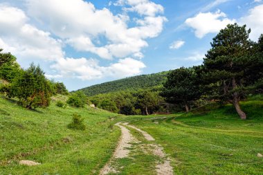 Toprak bir ormana giden yol