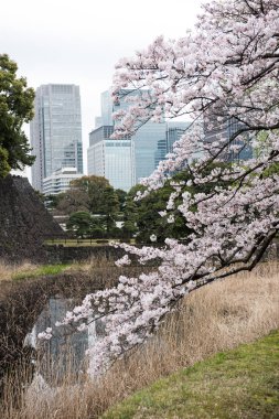 Bir bina bir Parkı'ndan bir görünüm