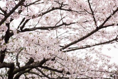 Güzel şeftali ağacı