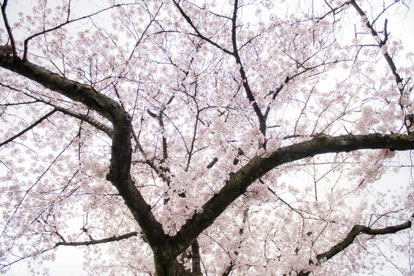 Bir ağaç üzerinde mevsimlik çiçekler — Stok fotoğraf