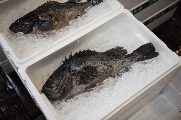 Um peixe de cor preta dentro de uma caixa — Fotografia de Stock