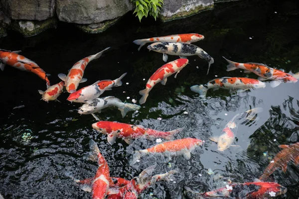 Renkli balıklar yüzme