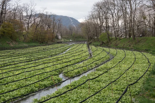 Wasabi bitkileri ekimi