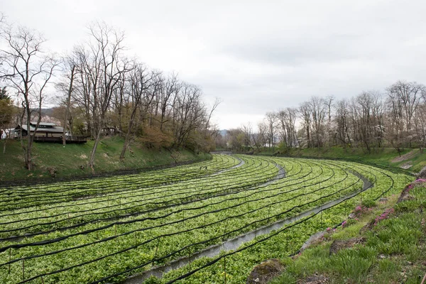 Wasabi bitkileri ekimi