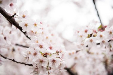 Ağaç üzerinde güzel kiraz çiçekleri