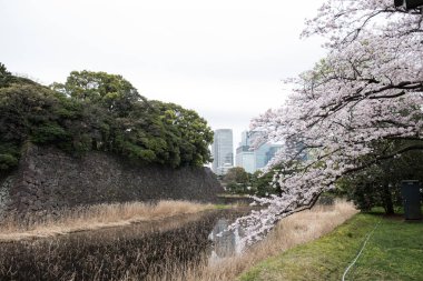 Bir park içindeki cızırtılı çiçekler