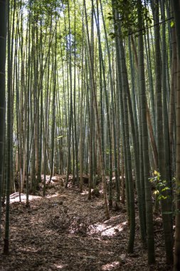 Yoğun yeşil bambu ormanı
