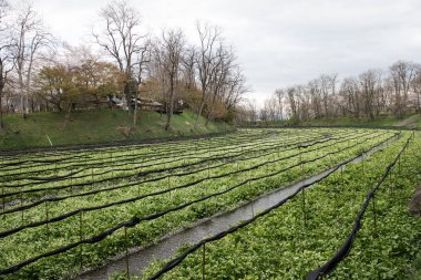 Wasabi bitkileri ekimi