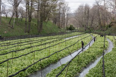 Wasabi bitkileri ekimi