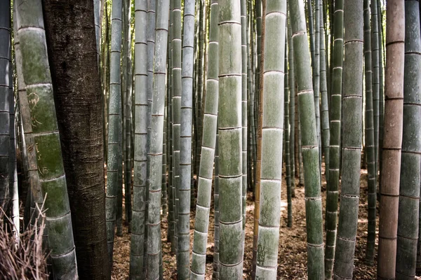 Koyu bambu ormanı — Stok fotoğraf