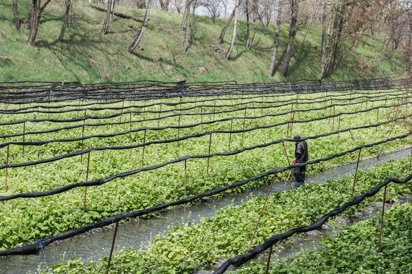 Вирощування васабійських культур — стокове фото