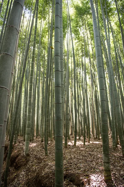 Tall bamboo trees