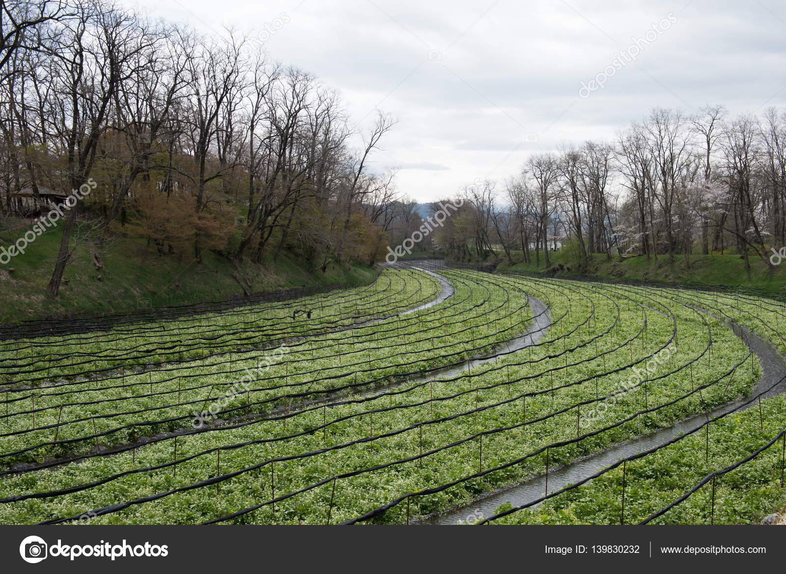 Terraza De Cultivo En Japón Foto De Stock Eugenef 139830232