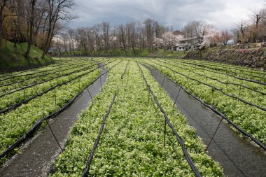 Wasabi bitkileri ekimi