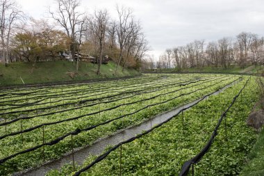 Wasabi bitkileri ekimi