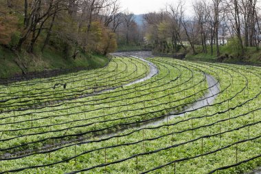 Wasabi bitkileri ekimi