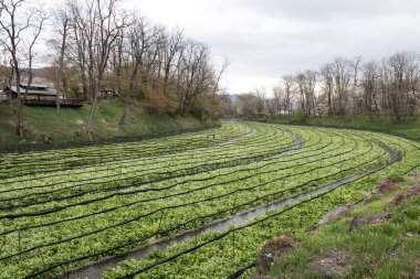 Wasabi bitkileri ekimi