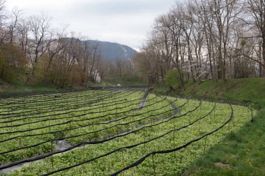 Wasabi bitkileri ekimi