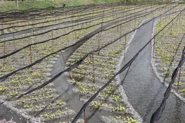 Japonya'da tarım alanları